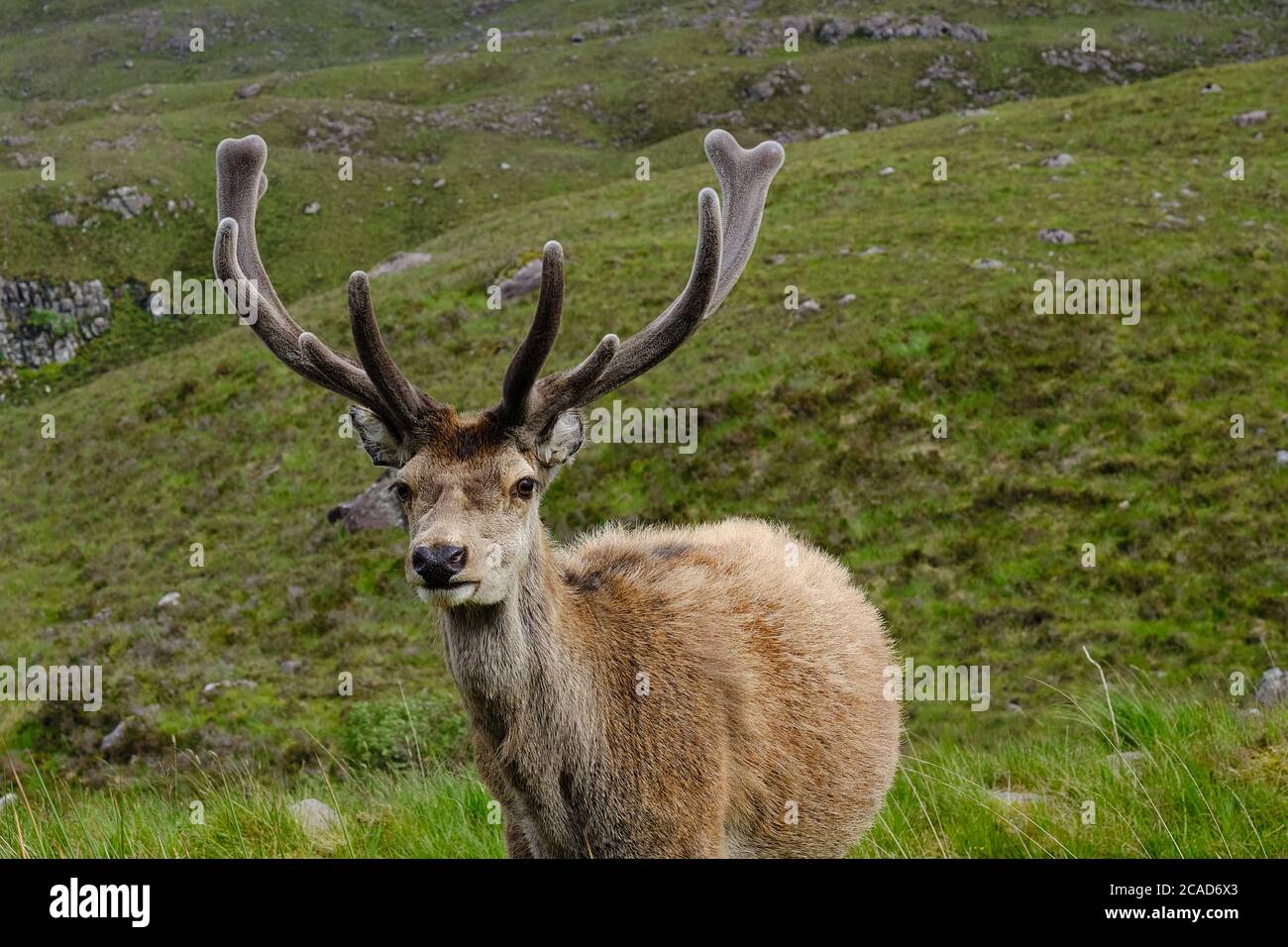 Scottish Red Deer Stag Stock Photo