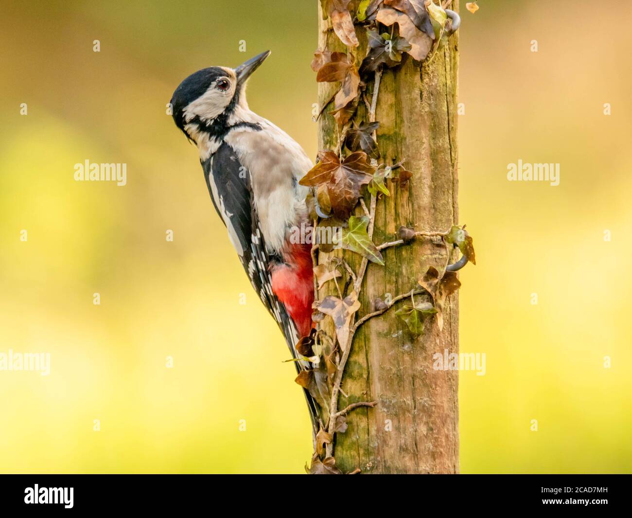 Spotted Bird High Resolution Stock Photography and Images - Alamy