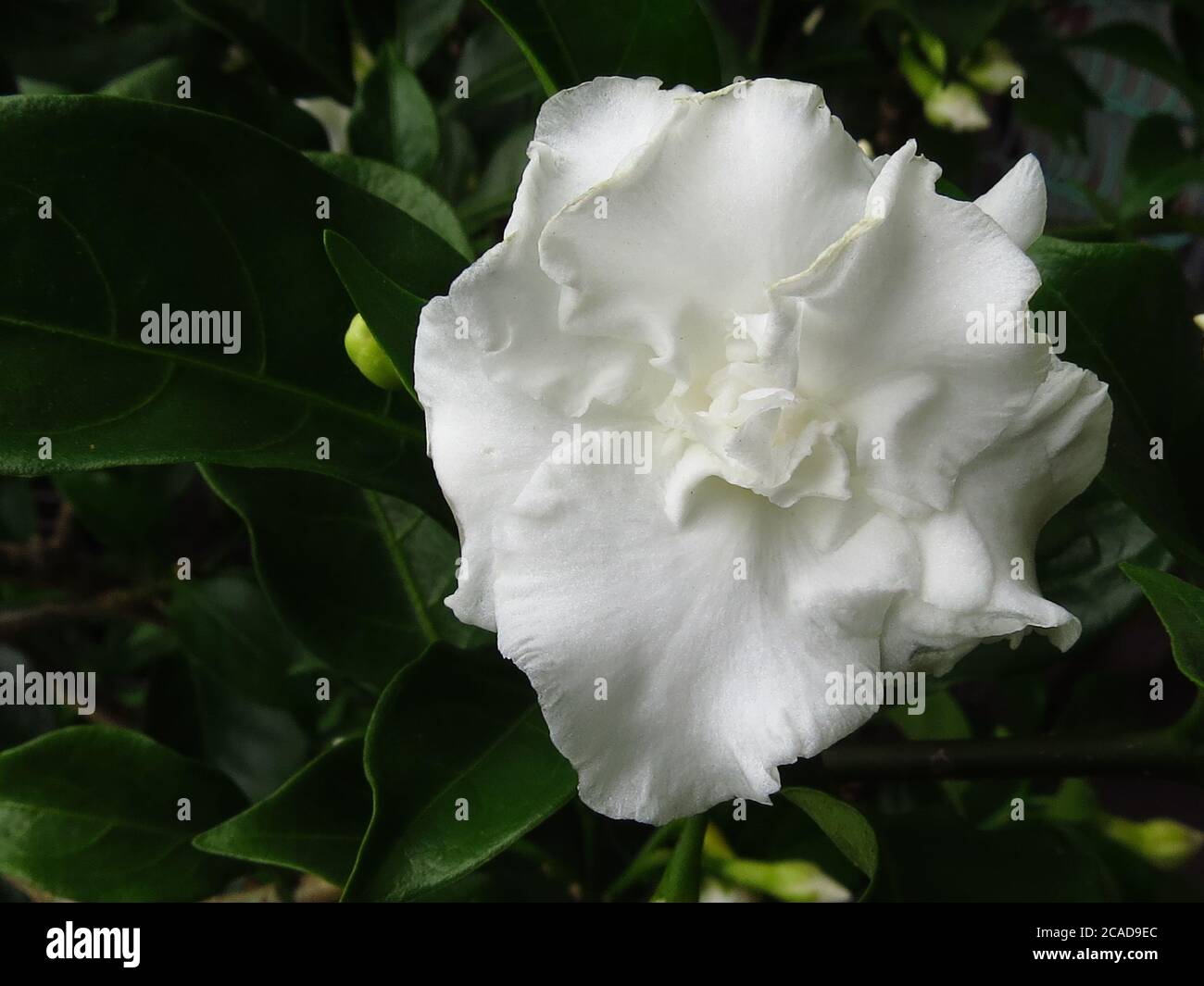 Closeup shot of a white Tabernaemontana flower Stock Photo