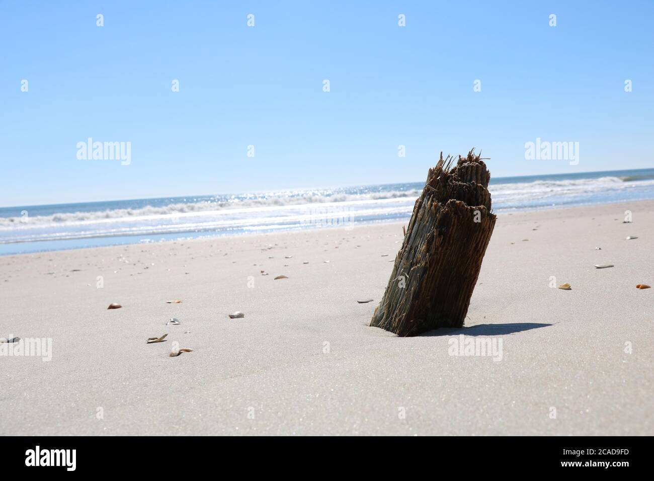 Beach Drift Wood, Surf City, NC Stock Photo