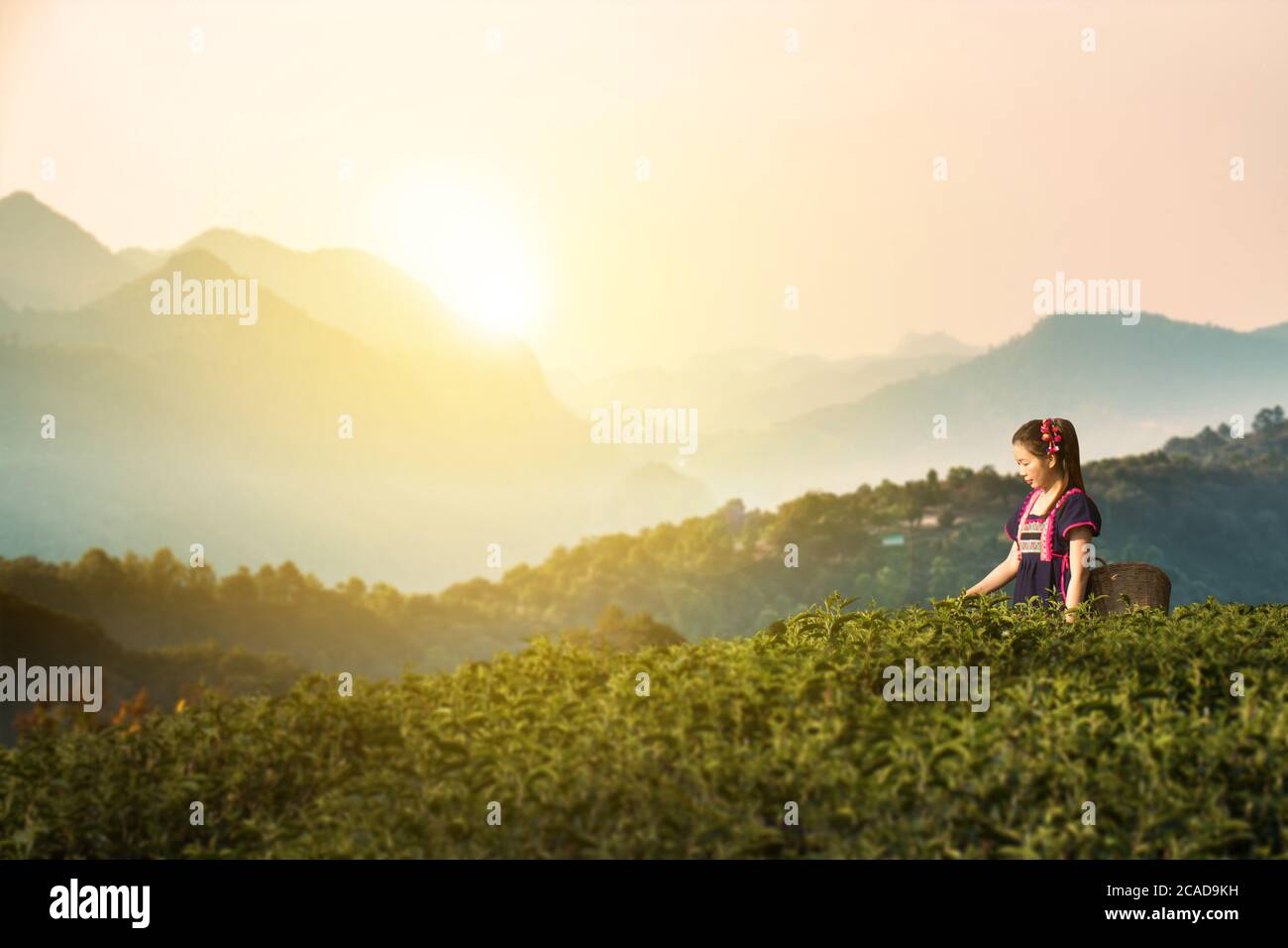 Tribes at tea leaf plantation fields in morning, Hill tribe in beautiful costume dress. Asian farmer harvest tea leaves in rainy season with sunrise a Stock Photo
