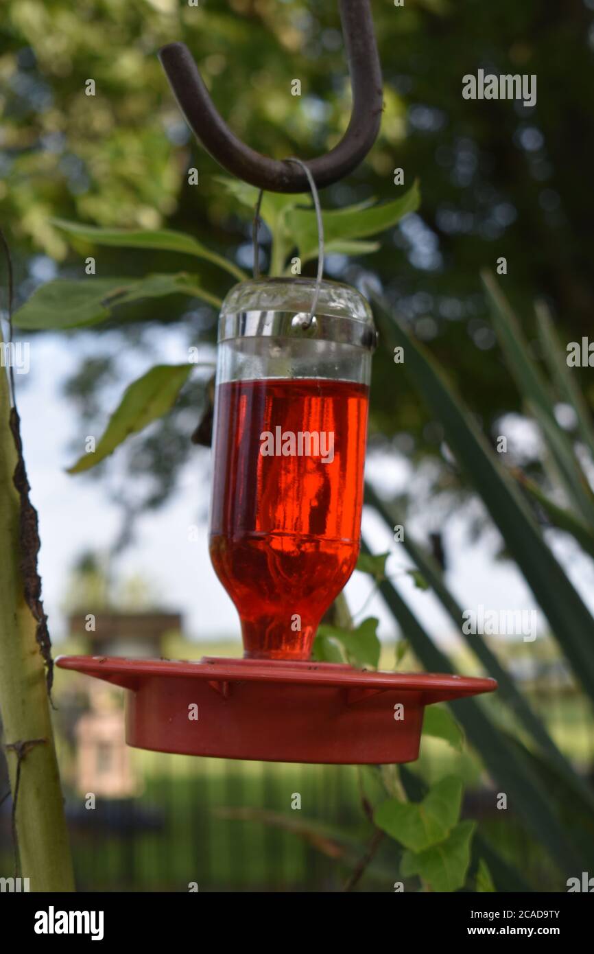 Hummingbird Feeder Stock Photo