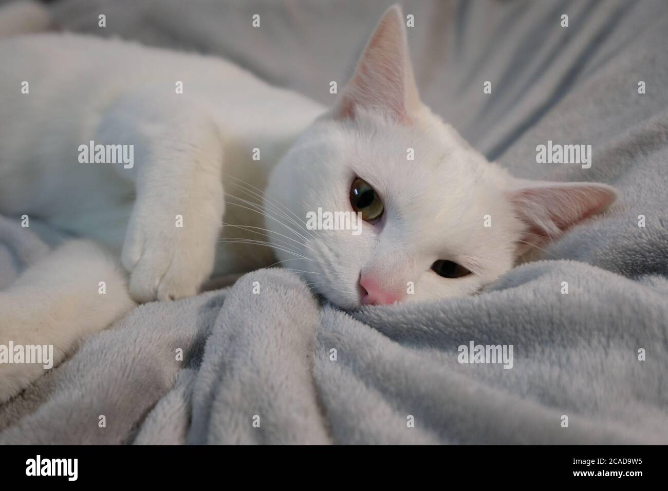 close up one naughty pure white cat biting grey bed blanket. looking at camera Stock Photo