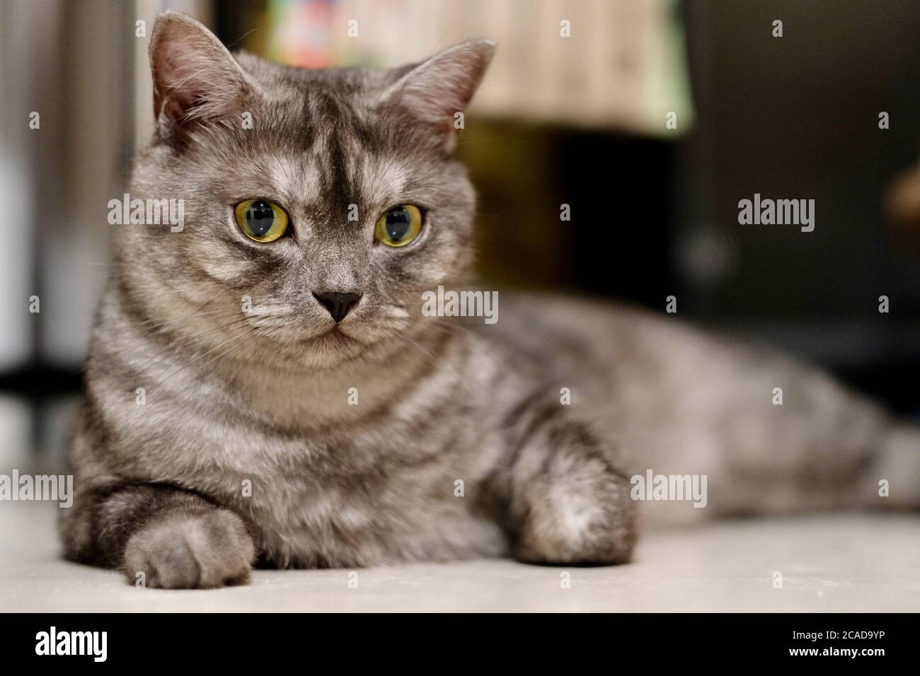 close up one gray British Shorthair cat lying on white ground at home. looking at camera. Blur background Stock Photo