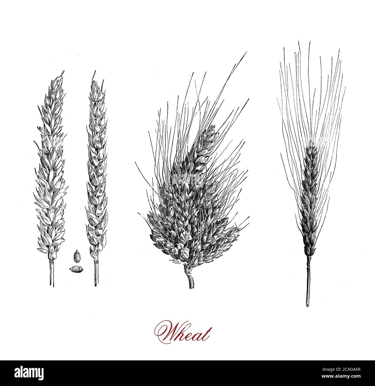 Cereal Grain Protein