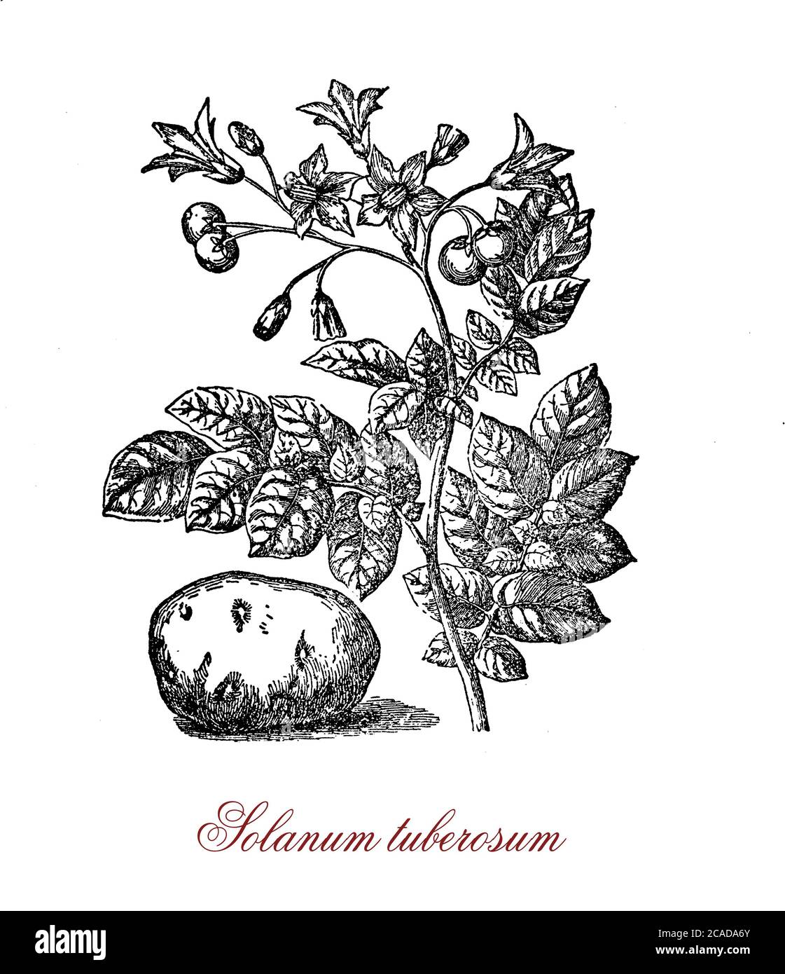 Vintage botanical engraving of potato,root vegetable native to the Americas, starchy tuber of solanum tuberosum plant introduced to Europe in 16th century as food supply. Stock Photo