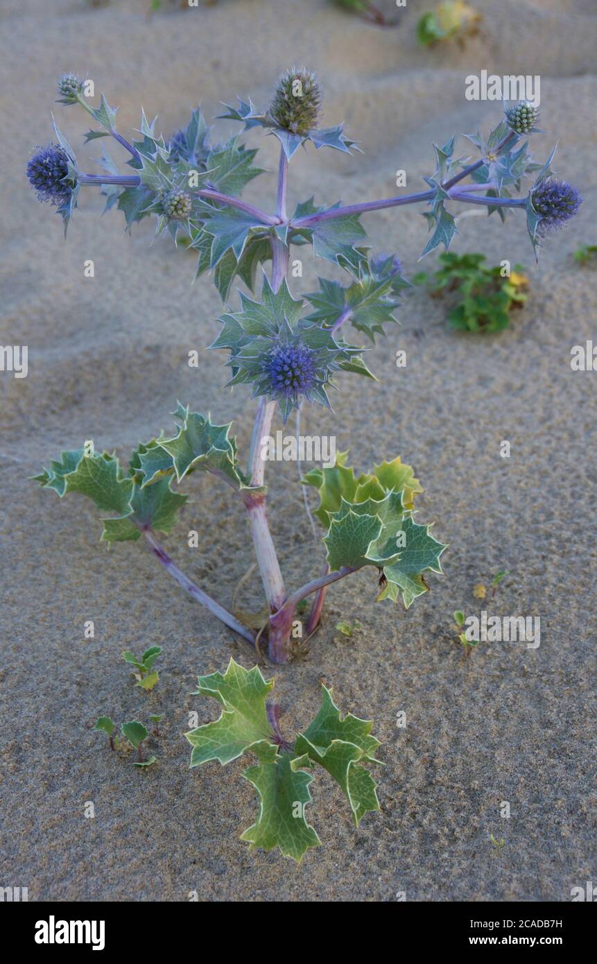 Blue flowers of sea holly (Eryngium maritimum) on the French Atlantic coast Stock Photo