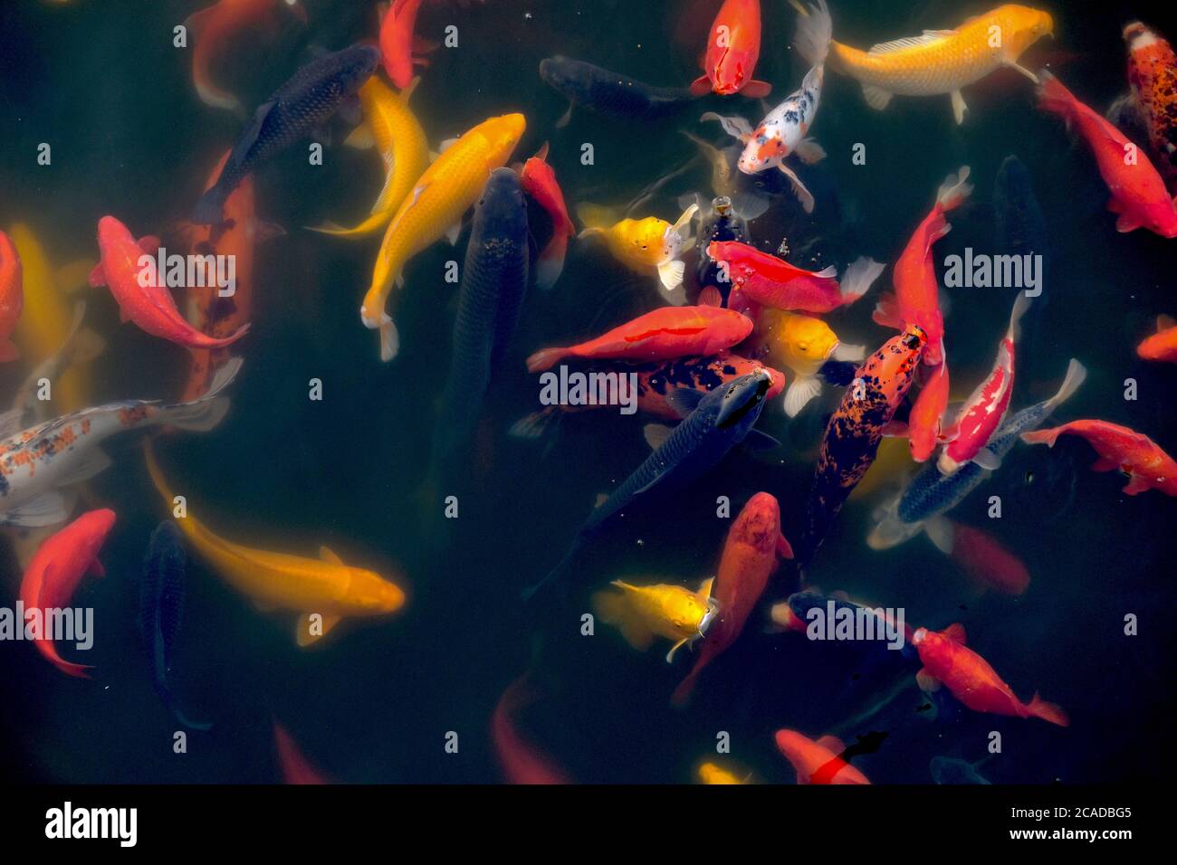 top view of many colorful koi fishes foraging in the lake water. Dark background. East Asian culture concept. Stock Photo