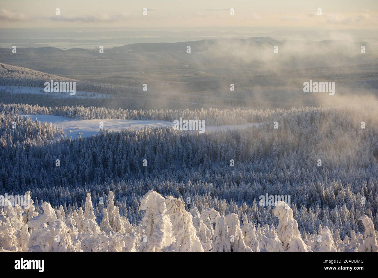 Snow covered pine tree forest Stock Photo - Alamy