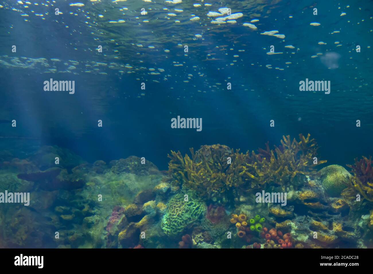 Sunlight through plants hi-res stock photography and images - Alamy