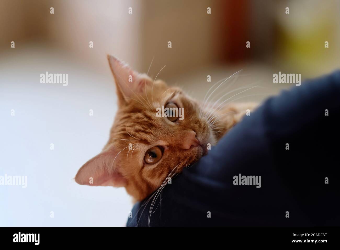 close up one brown tabby cat in people's arm. Looking at camera. Blur bright background Stock Photo
