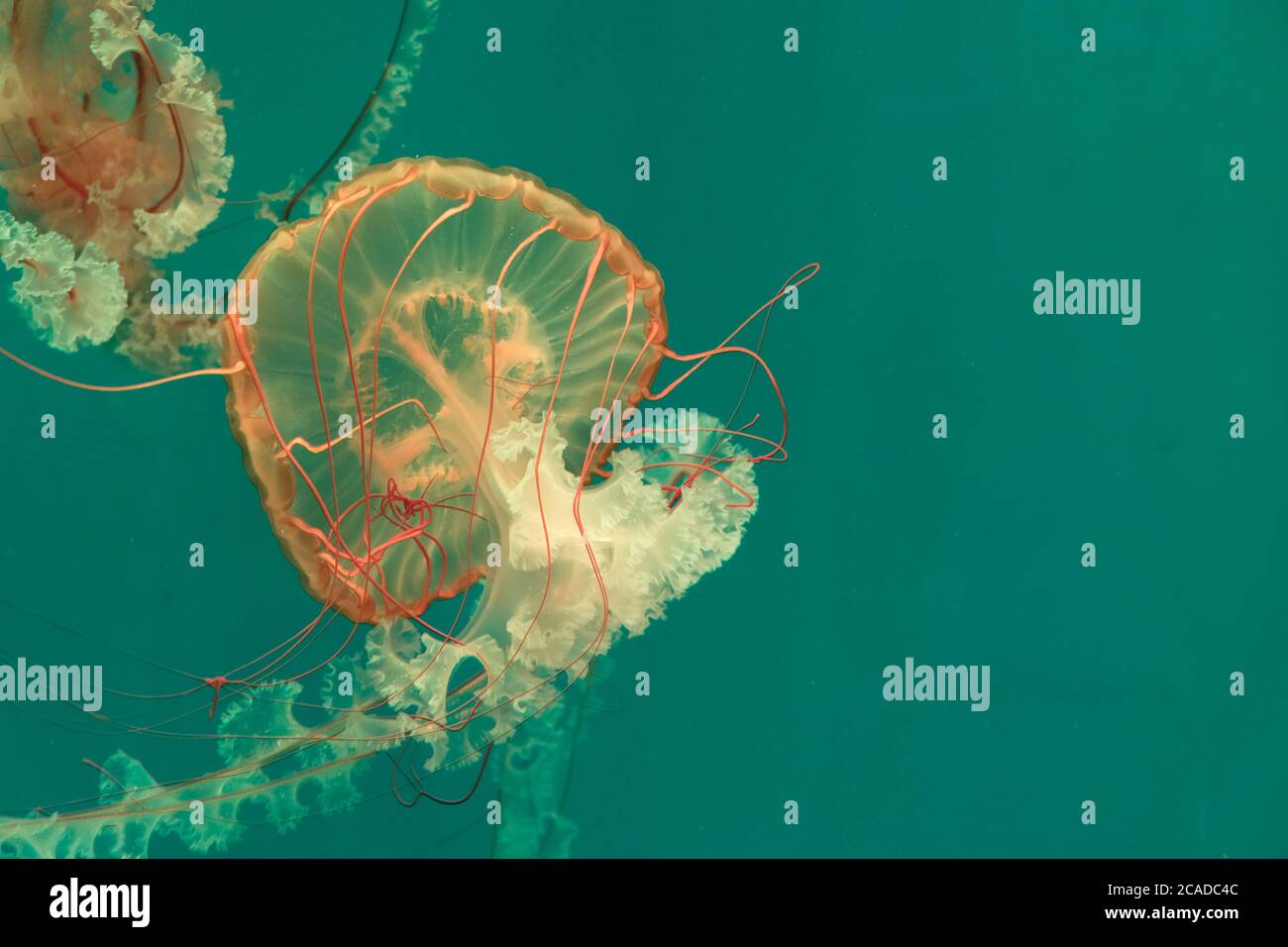 Close up golden brown Pacific Sea Nettle jellyfish swimming in clear green water. Stock Photo