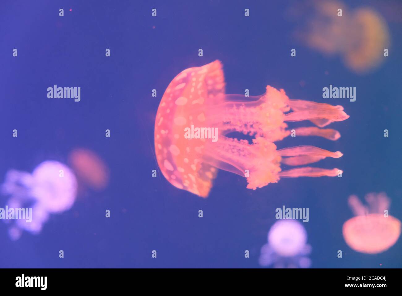 close up one fluorescent pink jellyfish swimming in water. Blur background Stock Photo