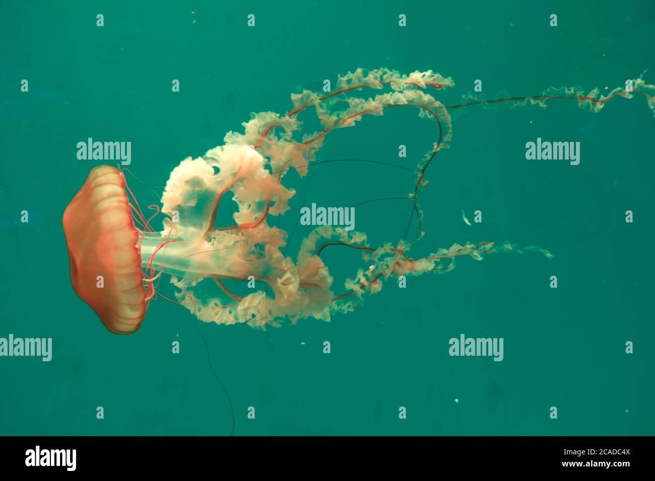 Close up one golden brown Pacific Sea Nettle jellyfish swimming in clear green water. Stock Photo