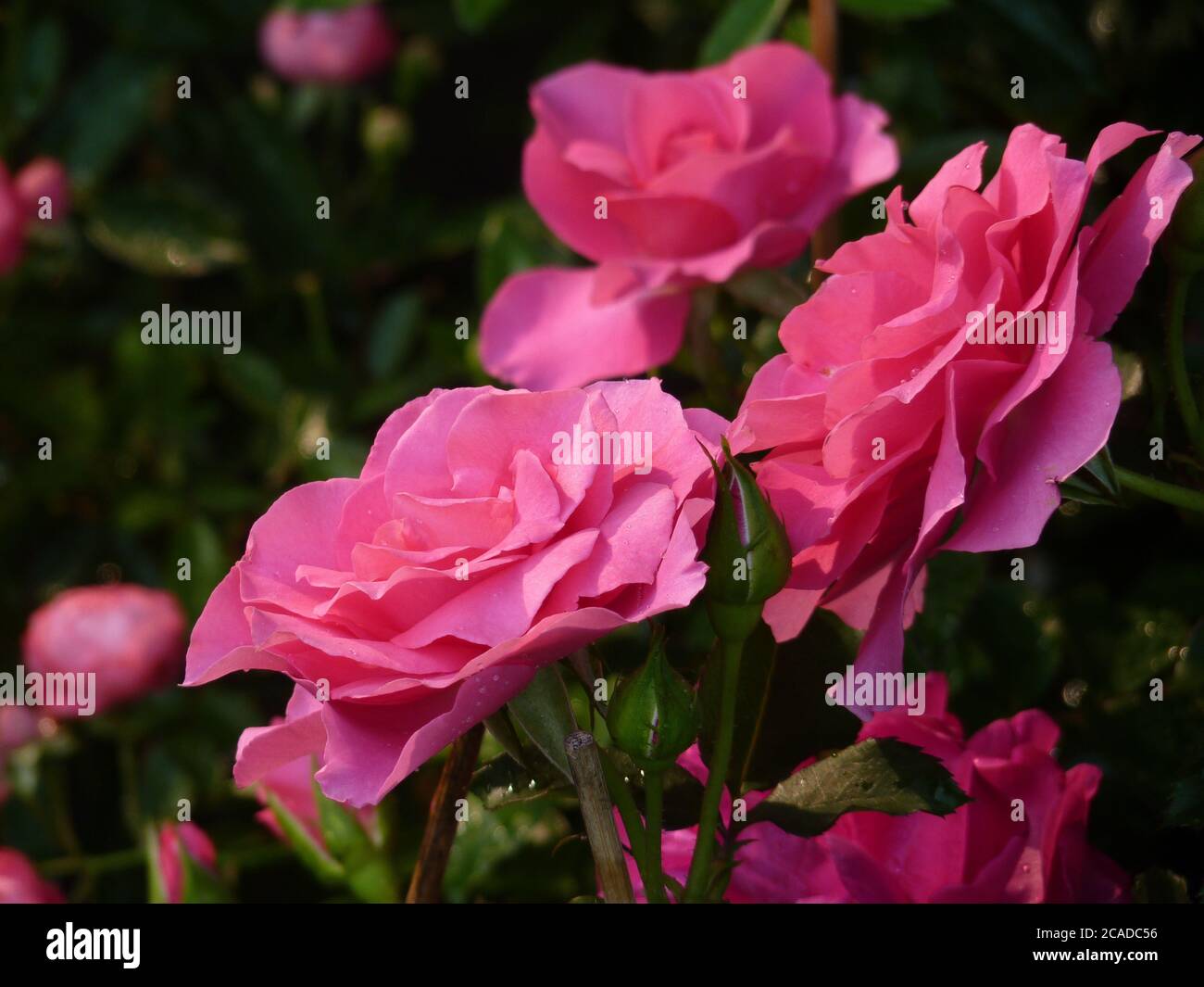 Closeup shot of beautiful bloomed pink garden roses Stock Photo - Alamy