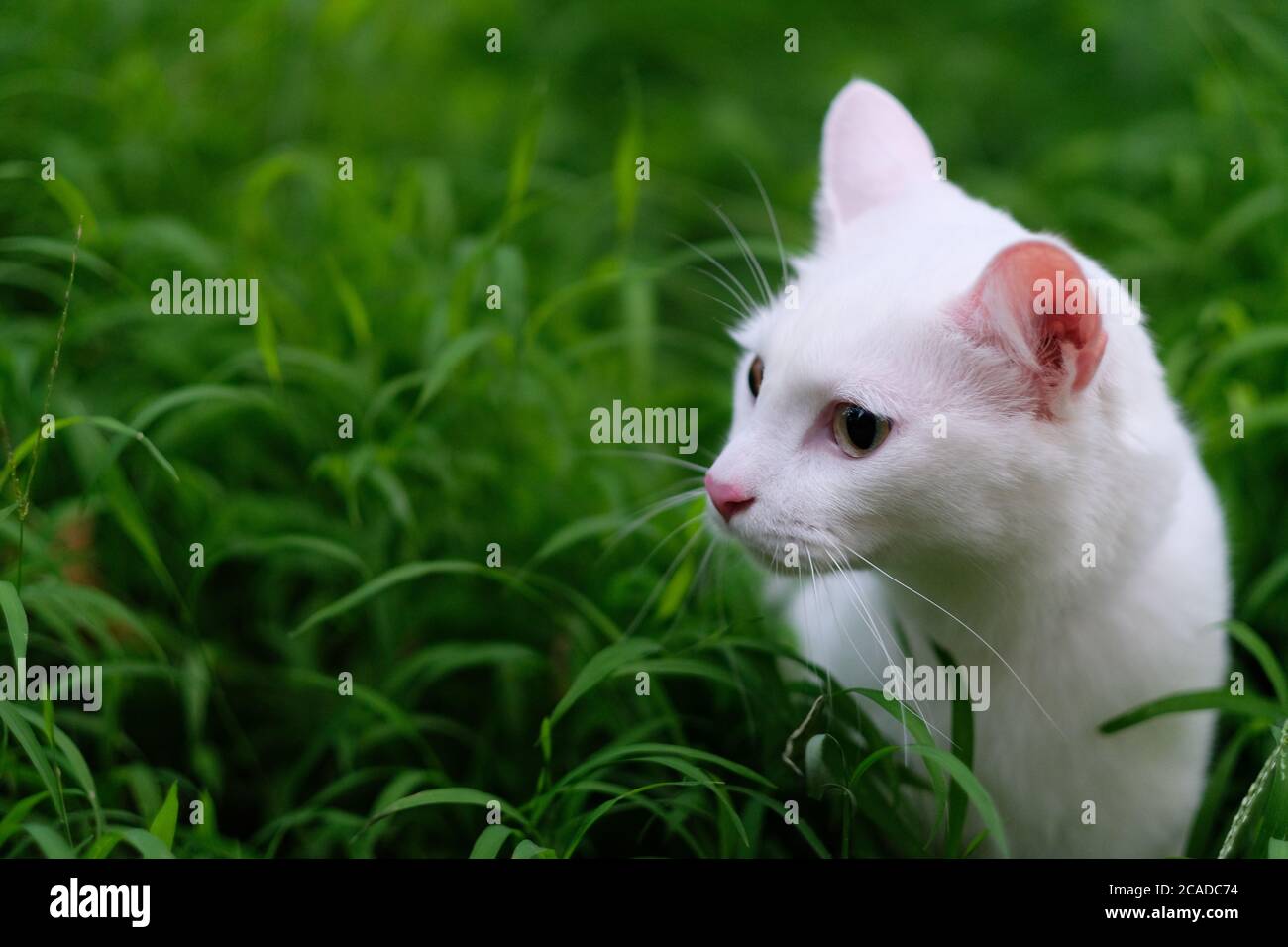 close up one pure white cat's head in fresh green grass. Blur