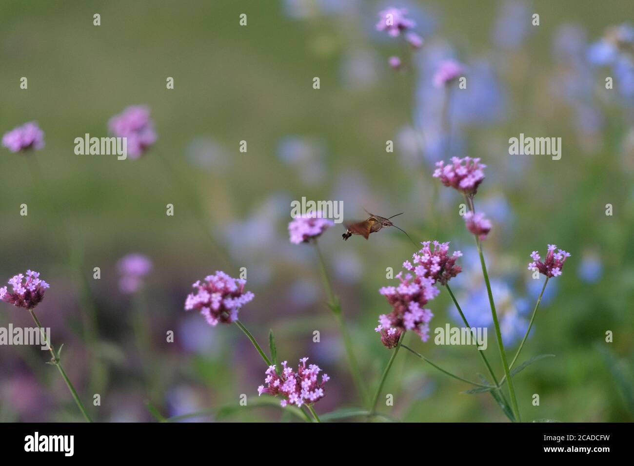 close up one flying hummingbird hawkmoth suck nectar from pink vervain flower. Blur background Stock Photo