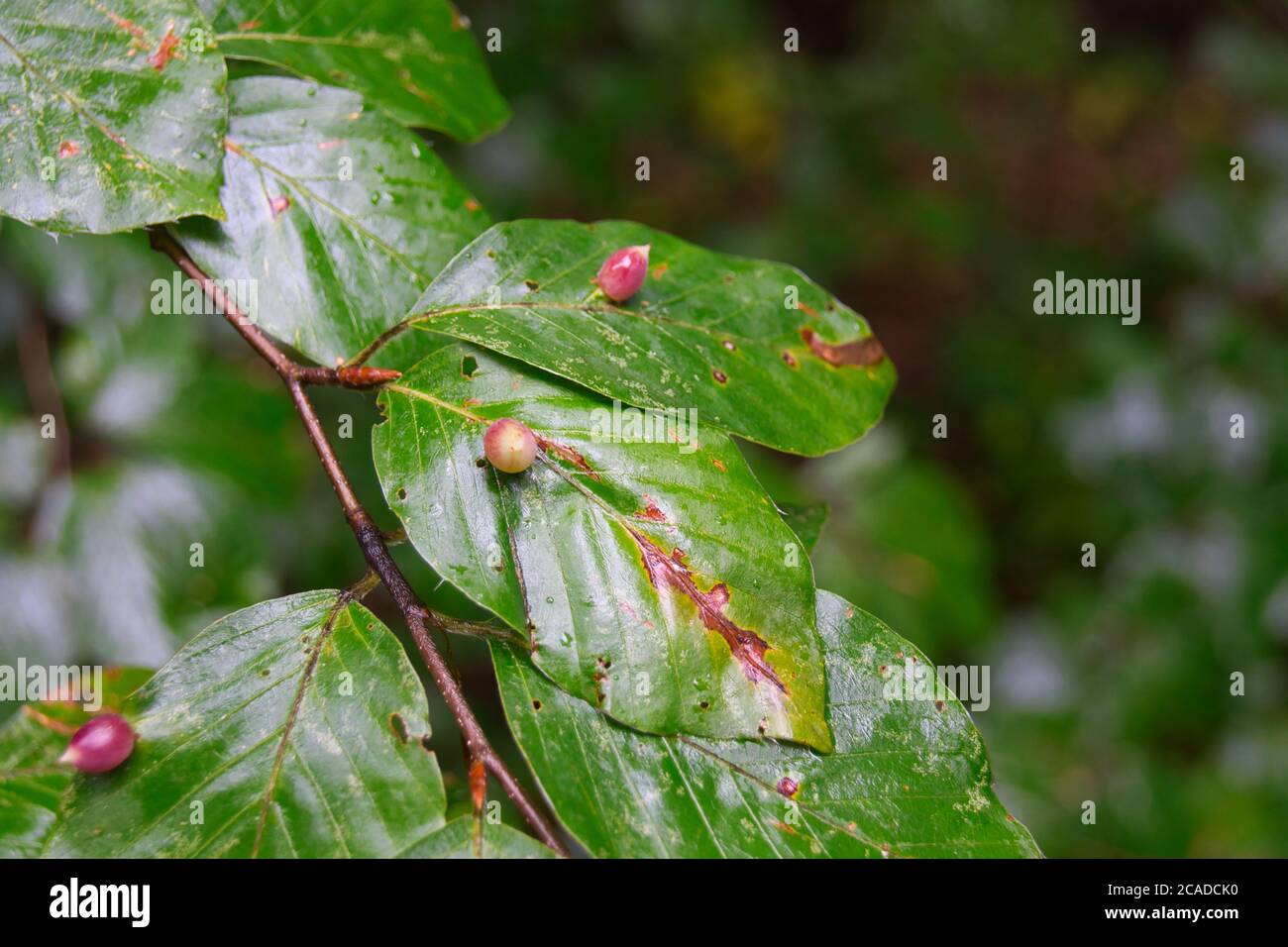 Macro of many Galls or cecidia outgrow of Galls wasp eggs on the surface of Fagus leaves Stock Photo
