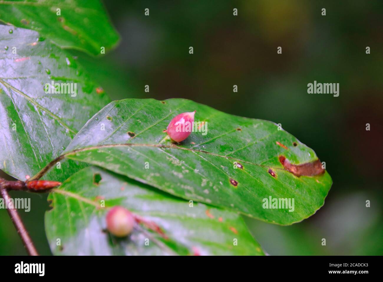 Macro of many Galls or cecidia outgrow of Galls wasp eggs on the surface of Fagus leaves Stock Photo