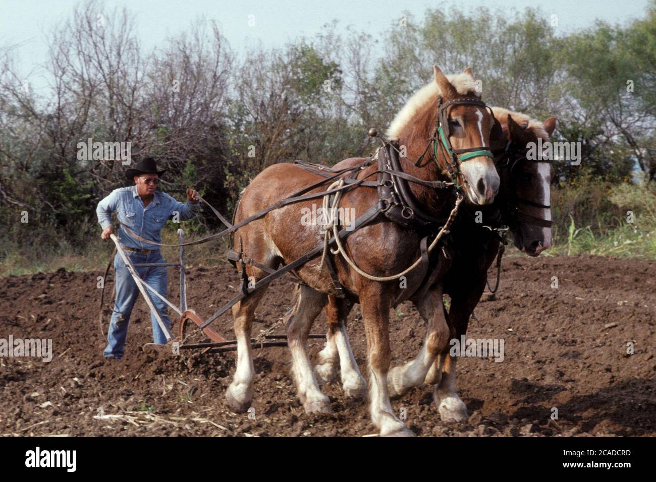 Farmer plowing field with traditional hand plow and team of horses at Texas Pioneer Farms in Austin, Texas, where reenactors show visitors what life was like for Texas immigrants in the 1800s. ©Bob Daemmrich Stock Photo