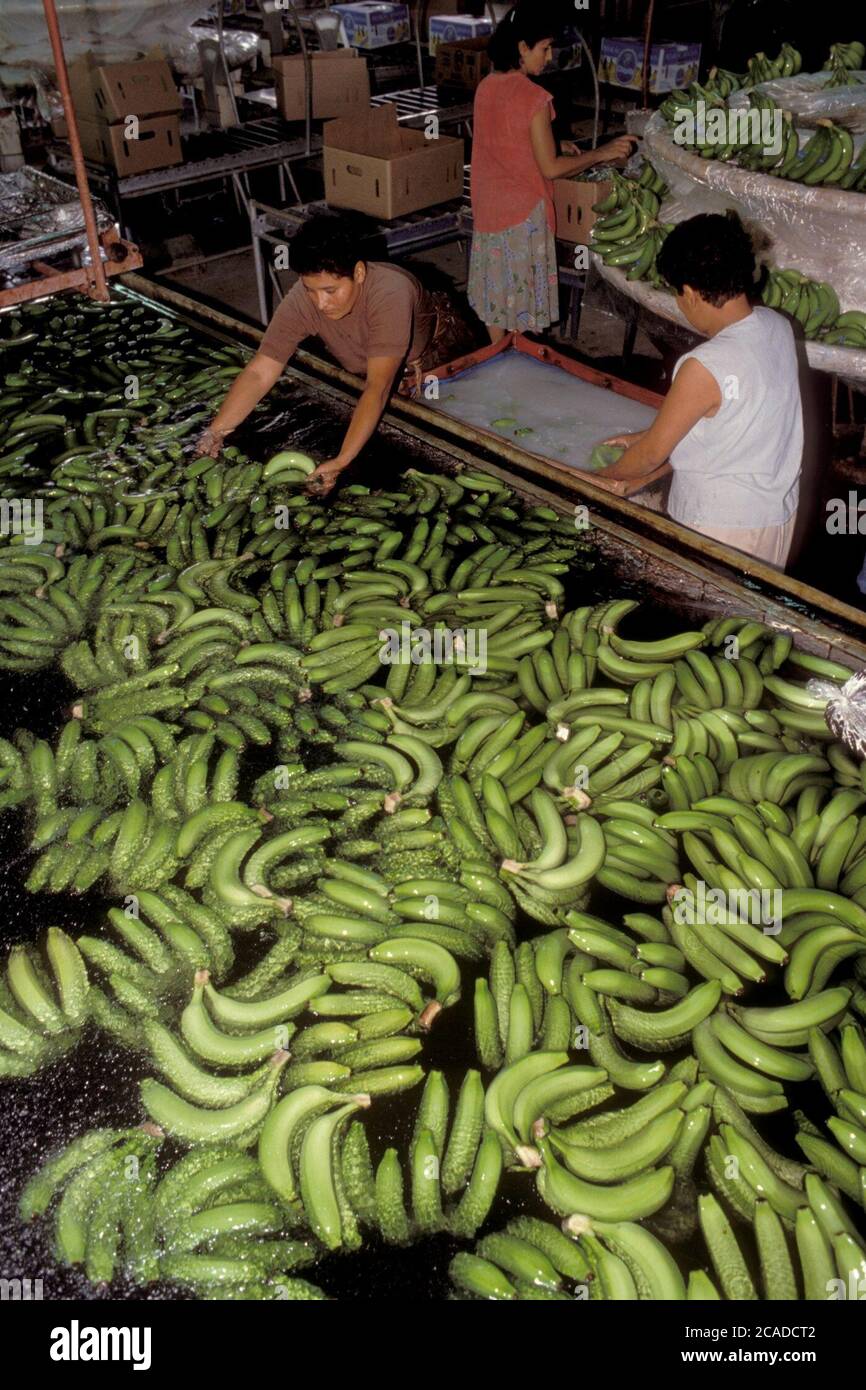 Hispanic female and male workers wash bananas in big tub while others crate the fruit at a