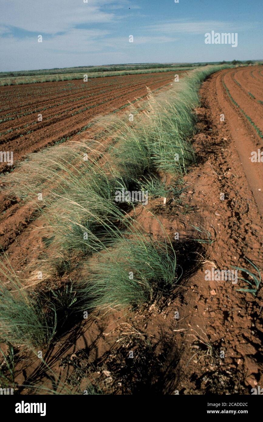 Pampas grass used as wind break to control soil erosion on south Texas