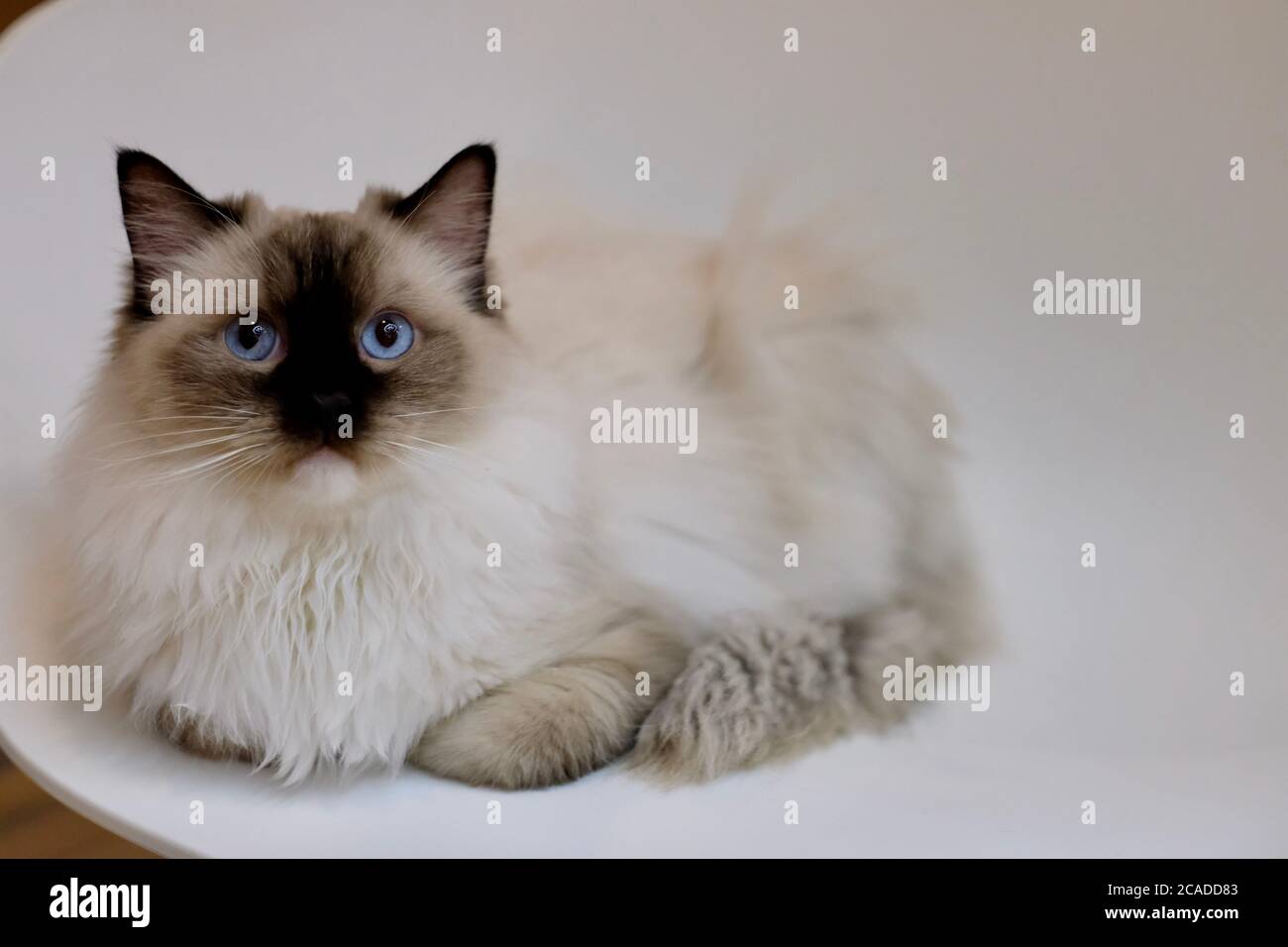 close up one black white ragdoll cat lying on white chair, looking at camera. Blur background Stock Photo