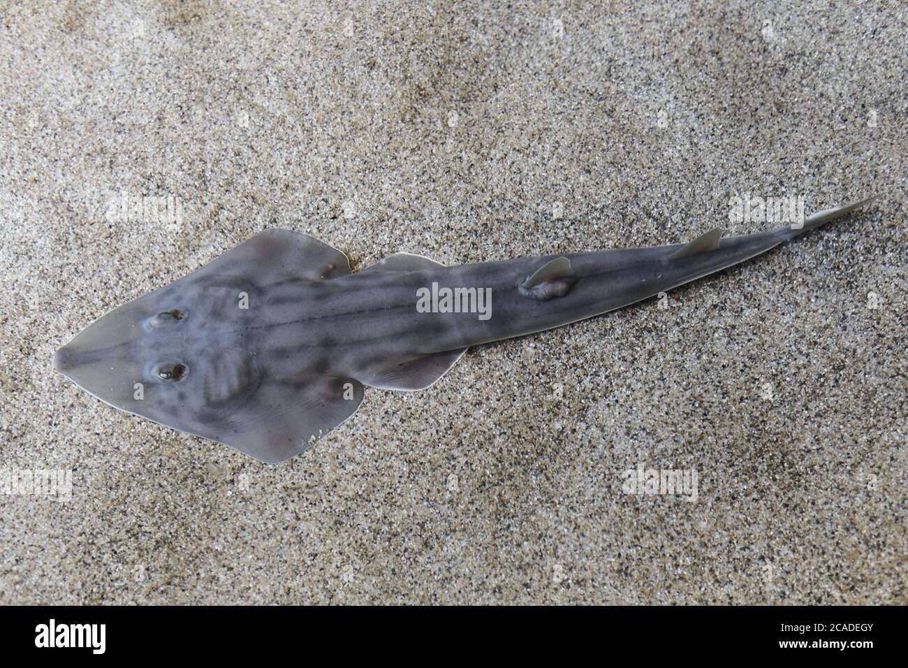 Shovelnose guitarfish in sandy water Stock Photo