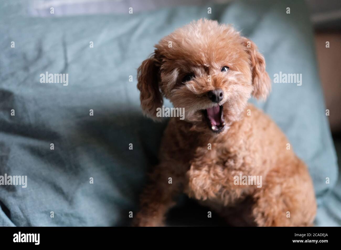 close up one angry barking poodle , looking at camera. Blur green pillow background Stock Photo