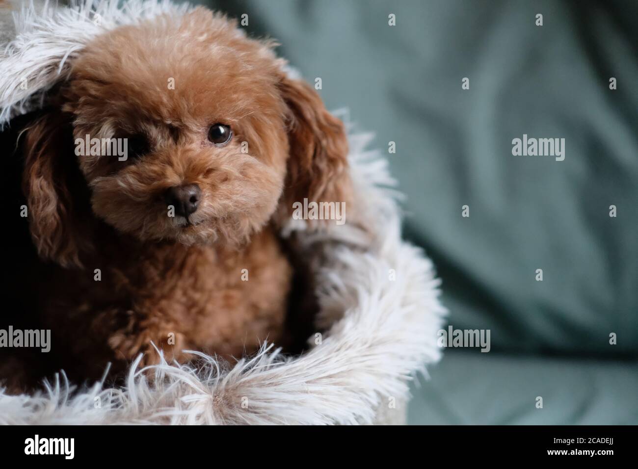 Greensheet dogs sale