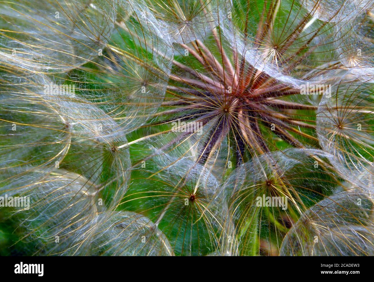 macro detail of fluffy white and red common dandelion with sift bright green background. closeup view. botanical name Taraxacum erythrospermum Stock Photo