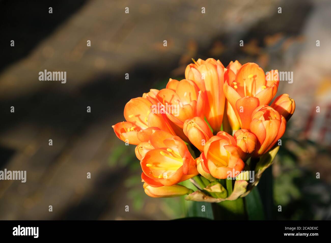 Close up Bush lily flowers under sunshine. Blur background Stock Photo