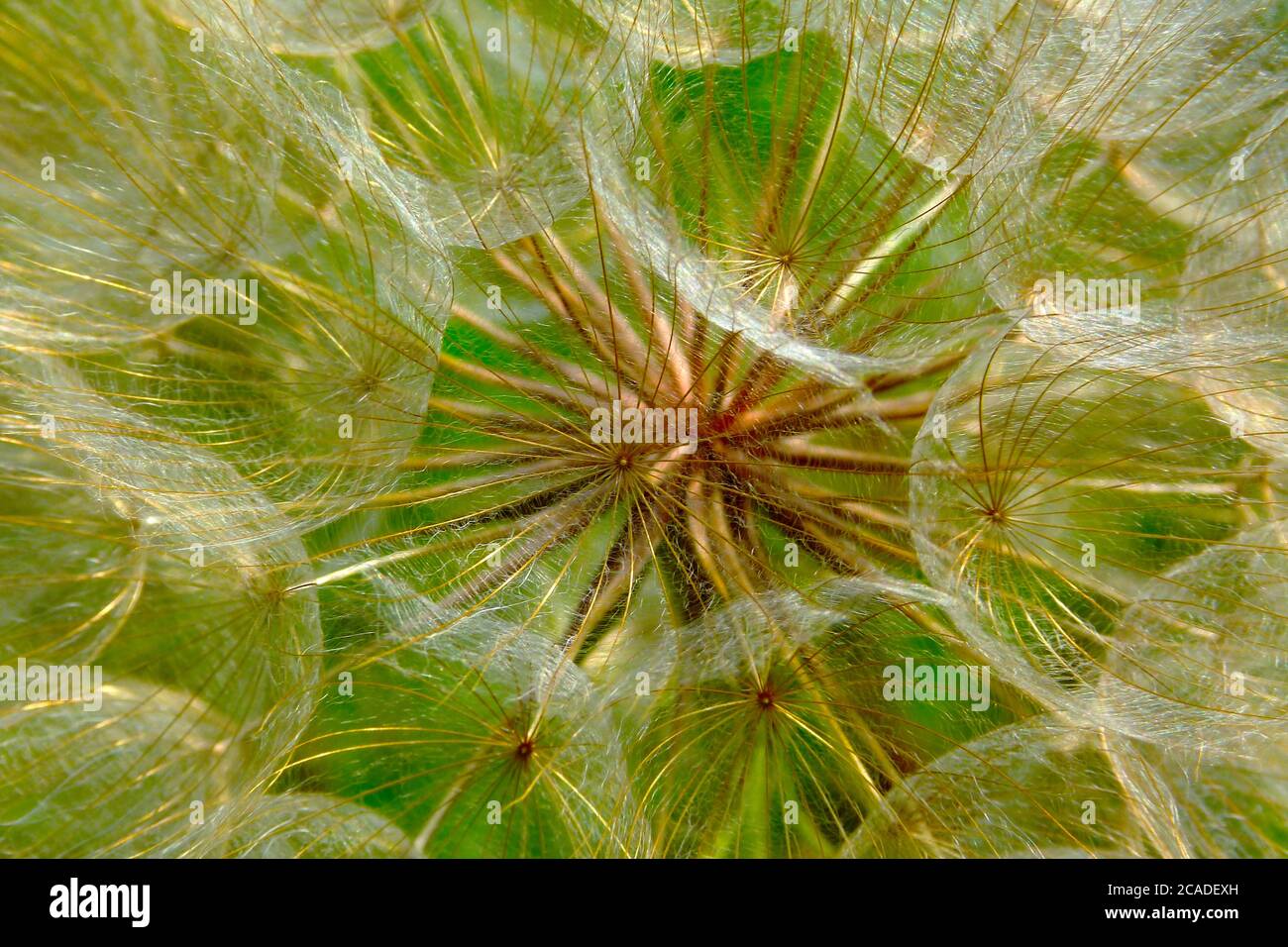 macro detail of fluffy white and red common dandelion with sift bright green background. closeup view. botanical name Taraxacum erythrospermum Stock Photo