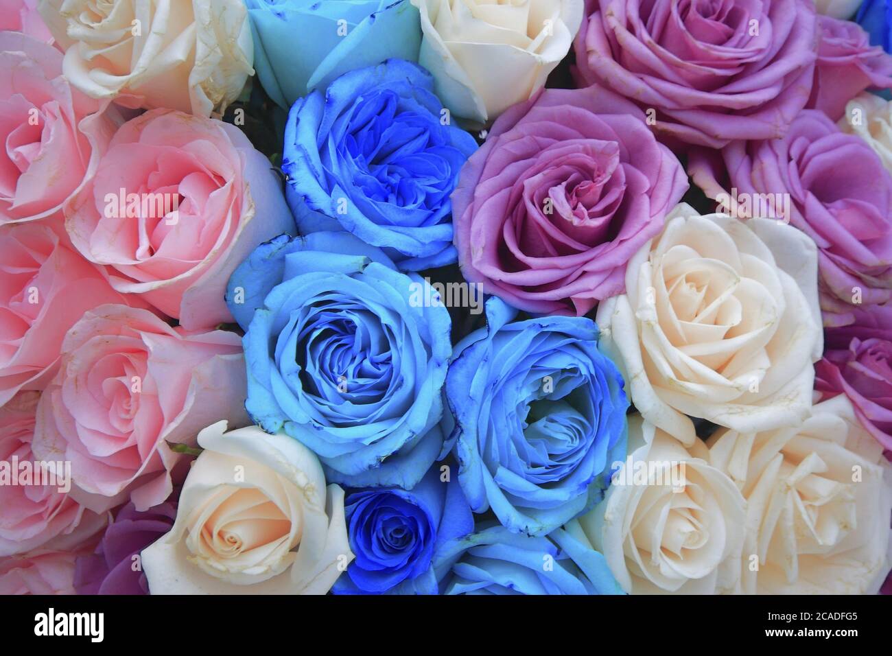 Different colored roses hires stock photography and images Alamy