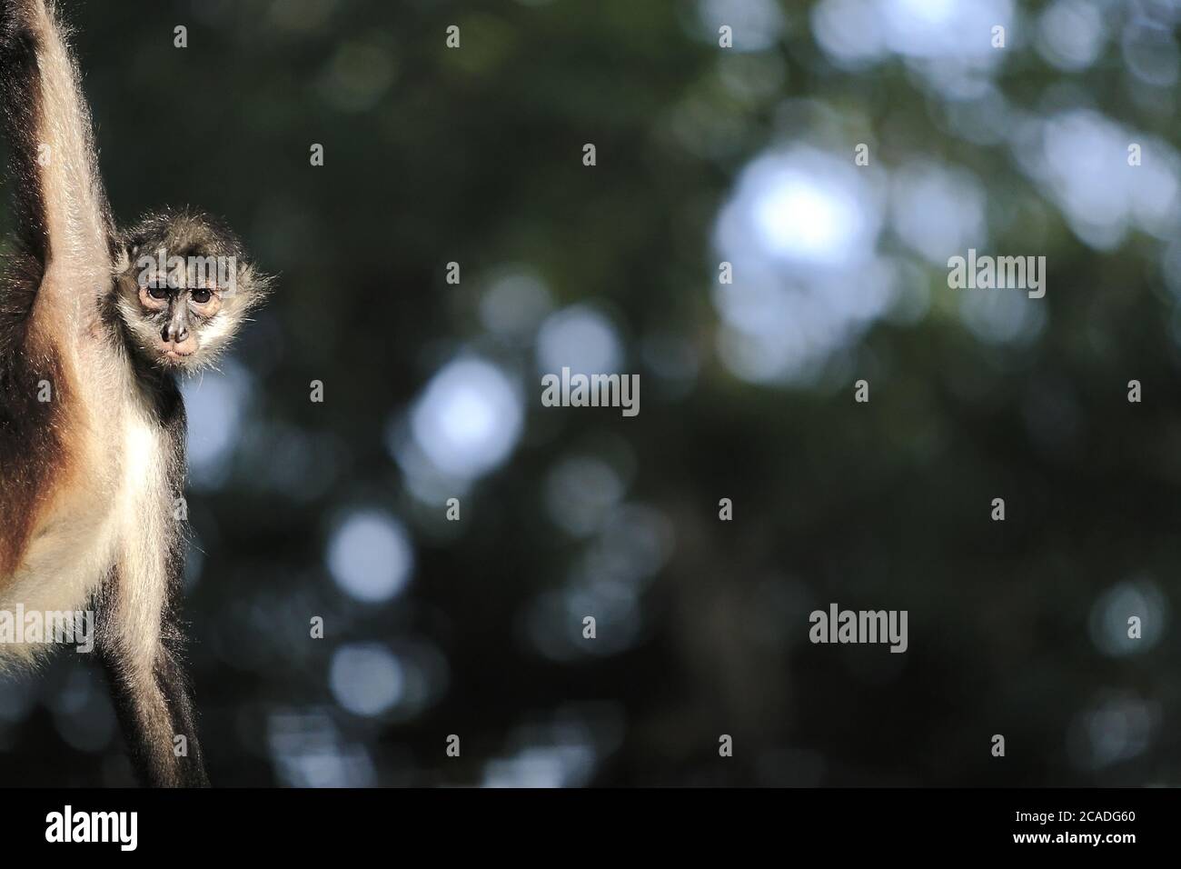 Selective focus shot of brown monkey on blurred park background Stock ...