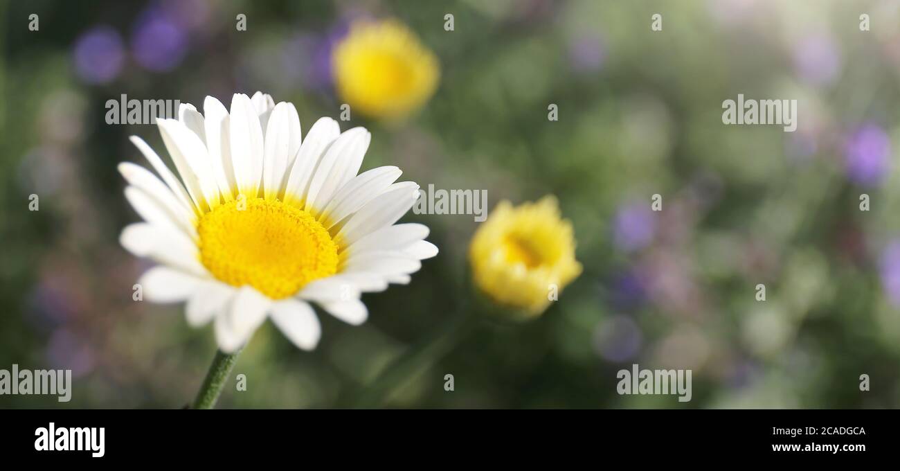 Comet White Marguerite Daisy Closeup with Purple Catmint Flowers in the Background. Stock Photo
