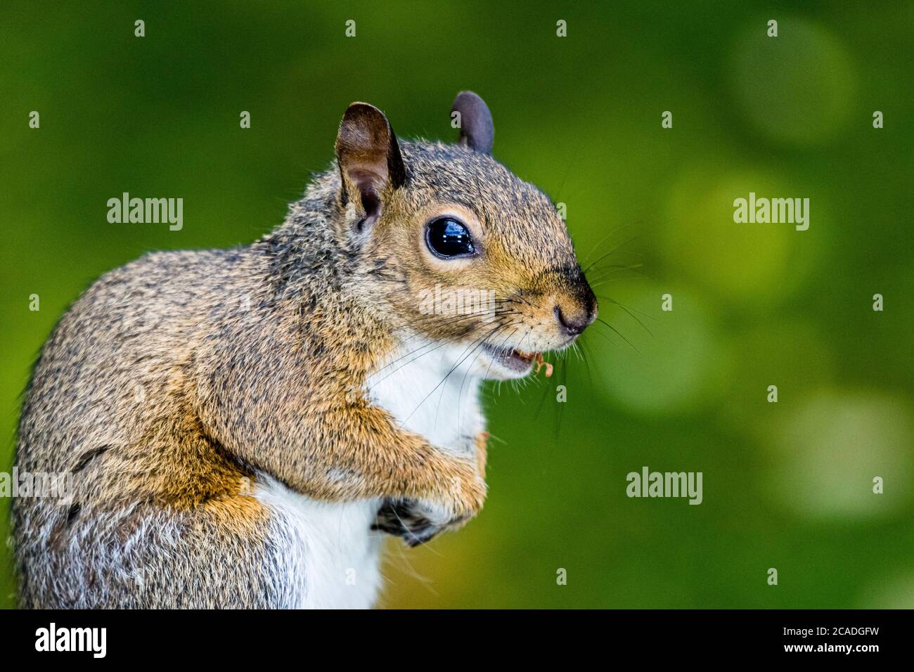 A grey squirrel in mid Wales Stock Photo