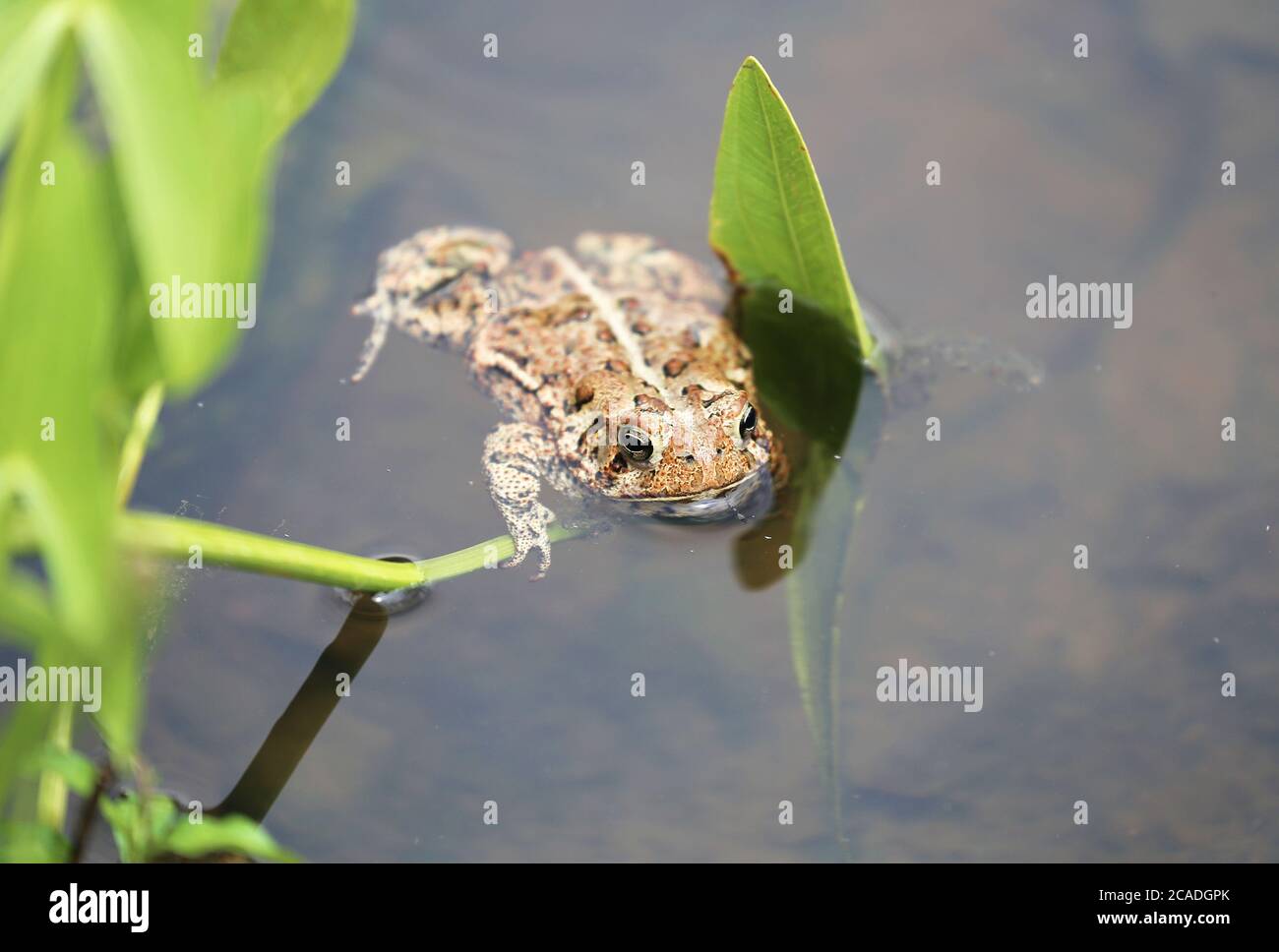 An American Toad is floating on a water plant leaf in a manmade backyard pond. Stock Photo