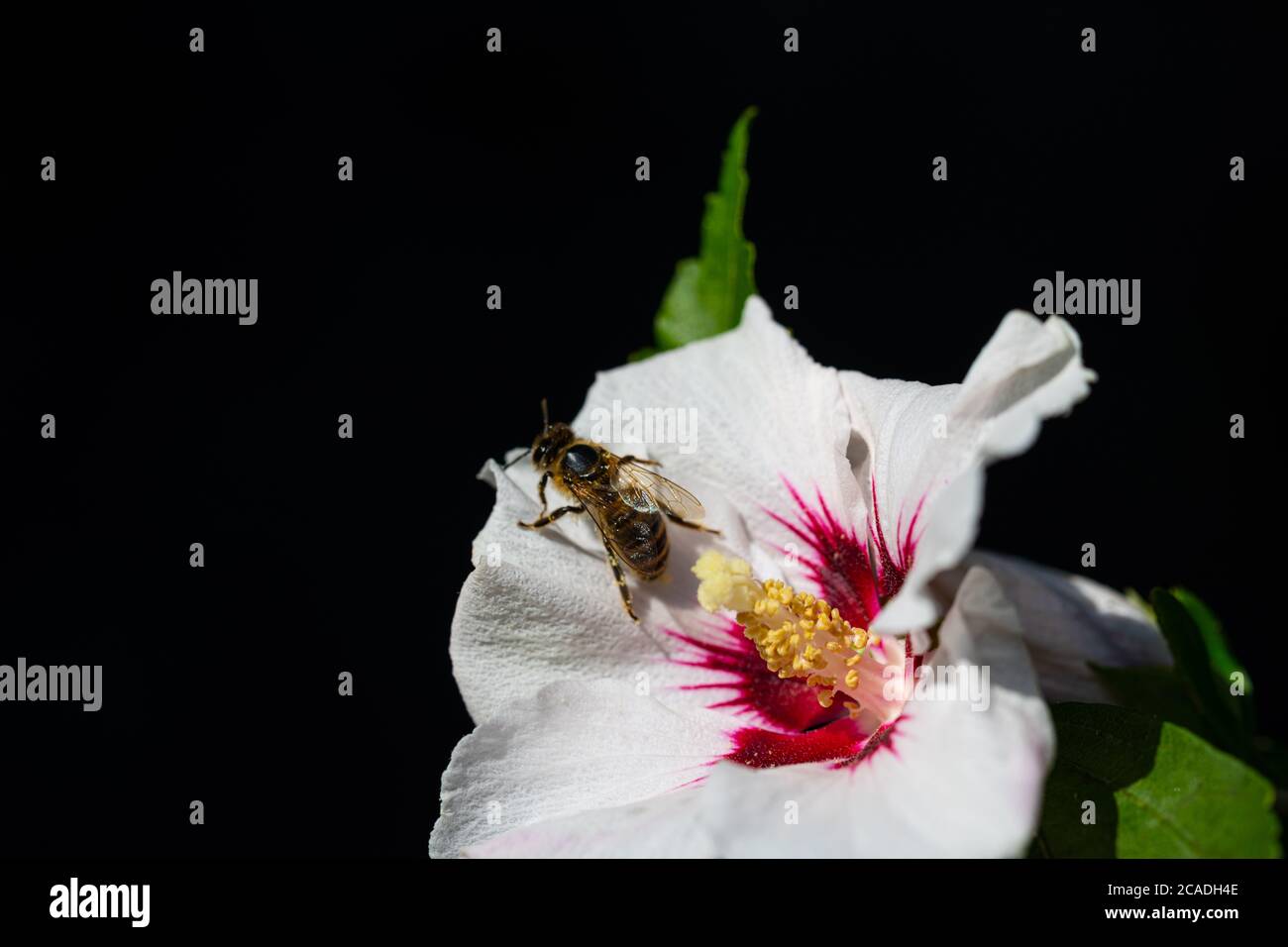 Yellow hibiscus flowers bees hi-res stock photography and images - Alamy