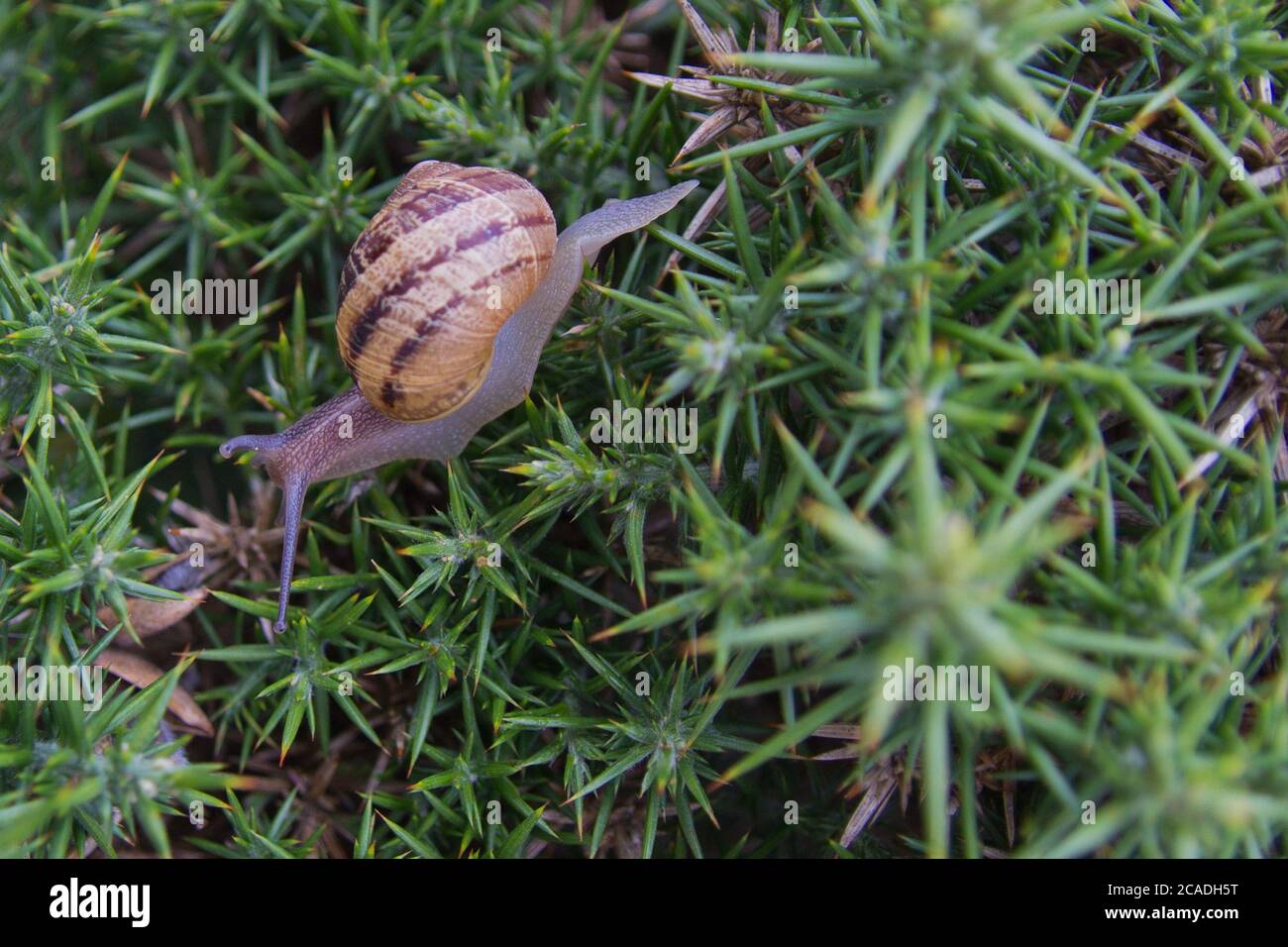 A prickly ride - snail on gorse Stock Photo