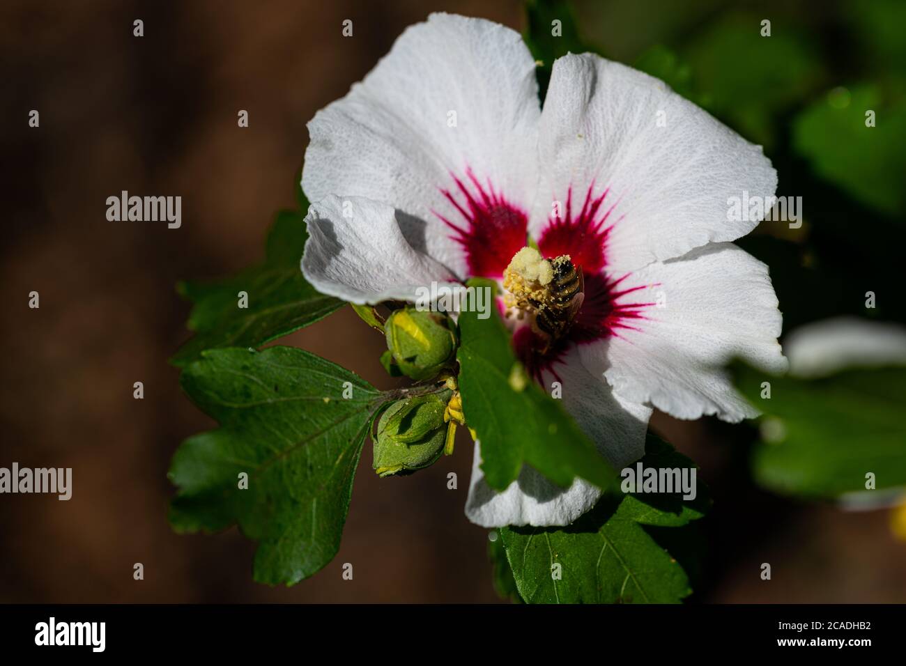 Receive Pollen bees collect pollen in a hibiscus flower in the summer sunshine Stock ...