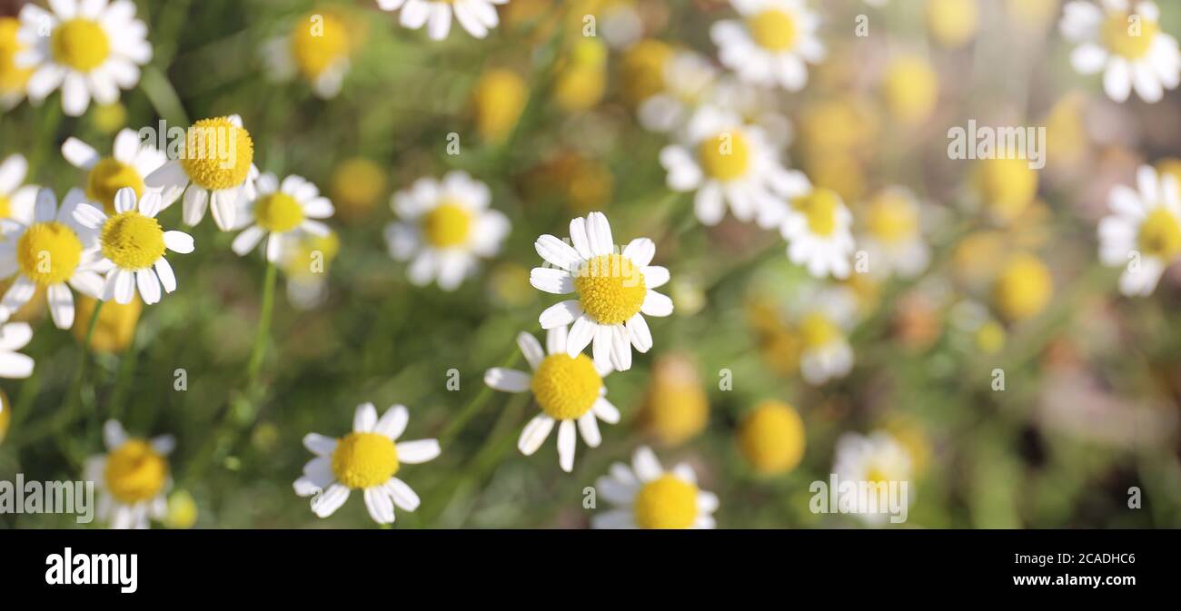 A closeup on the white and yellow Daisy like flowers of the Roman Chamomile Perennial Herb. Stock Photo