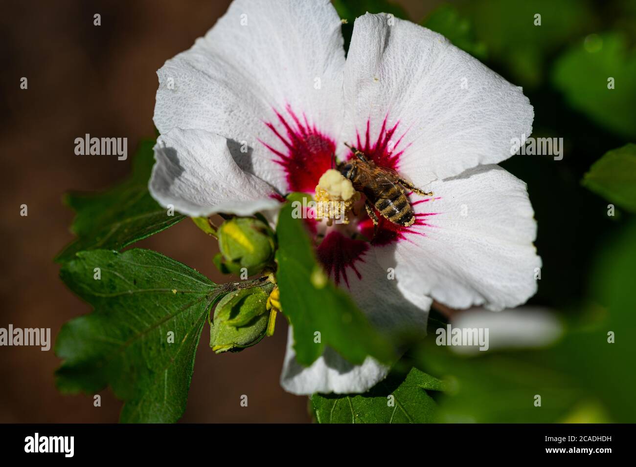 Receive Pollen bees collect pollen in a hibiscus flower in the summer sunshine Stock ...