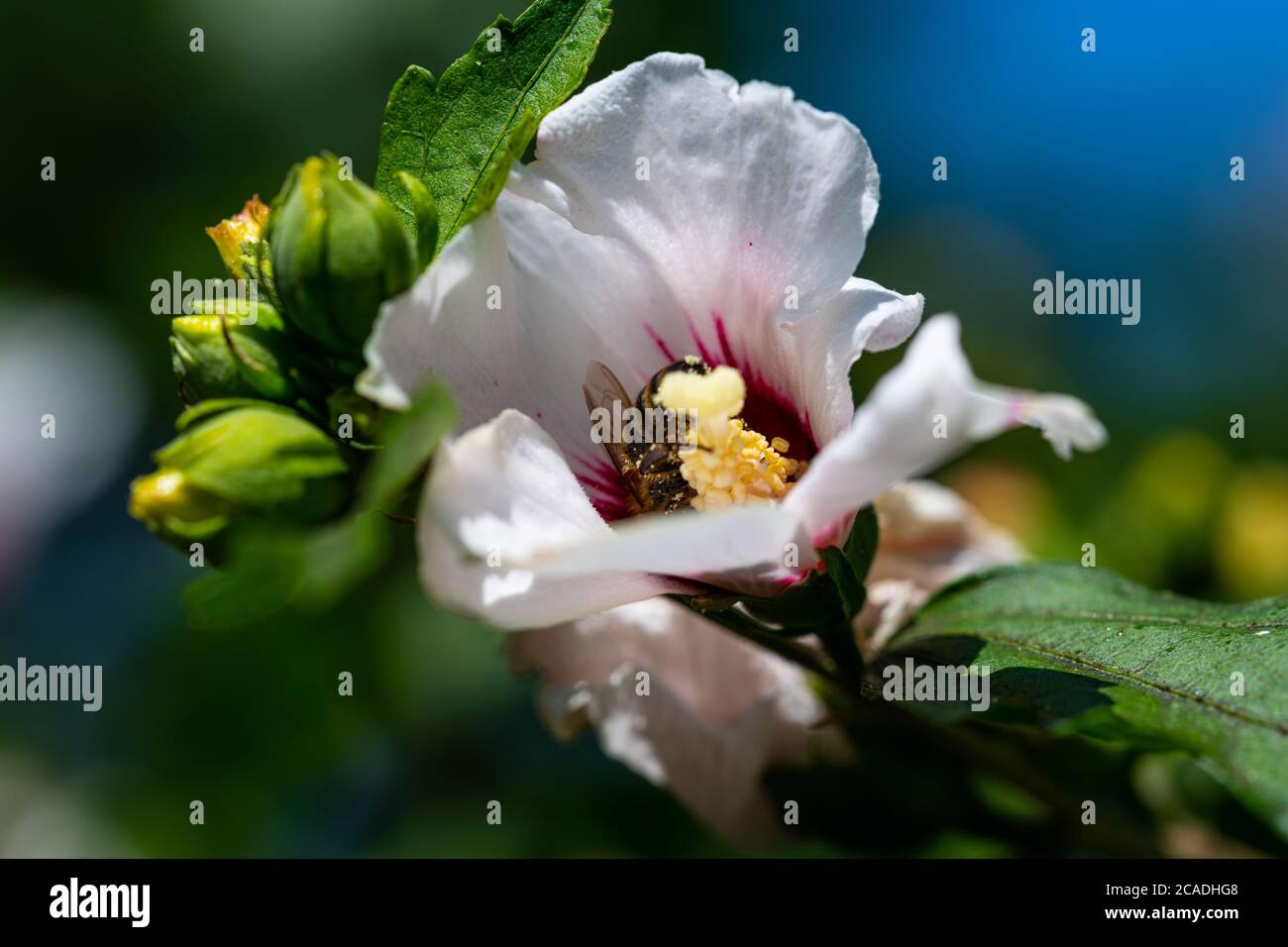 Receive Pollen bees collect pollen in a hibiscus flower in the summer sunshine Stock ...