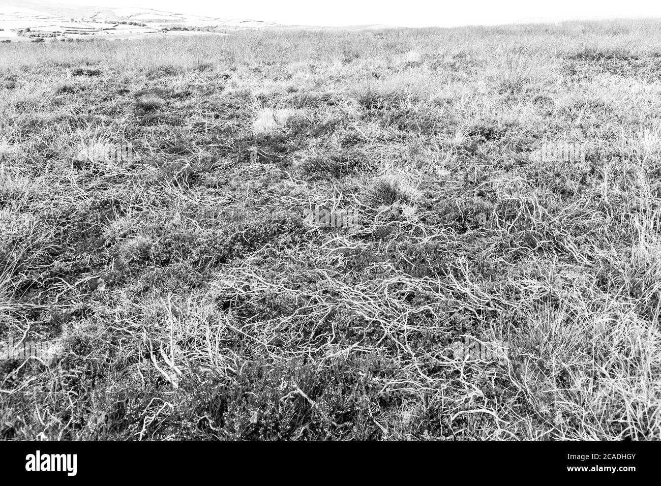 Exmoor National Park - Dead heather stems on Dunkery Hill, Somerset UK Stock Photo