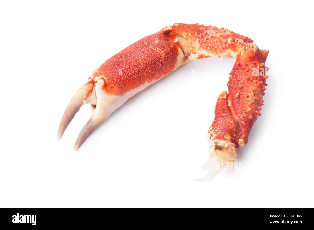 Studio shot of a spider crab claw cut out against a white background