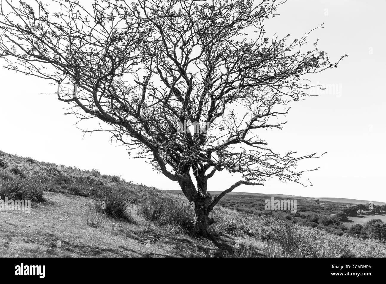 Exmoor National Park - An old hawthorn tree on Dunkery Hill below Dunkery Beacon beside Sweetworthy Combe, Somerset UK Stock Photo