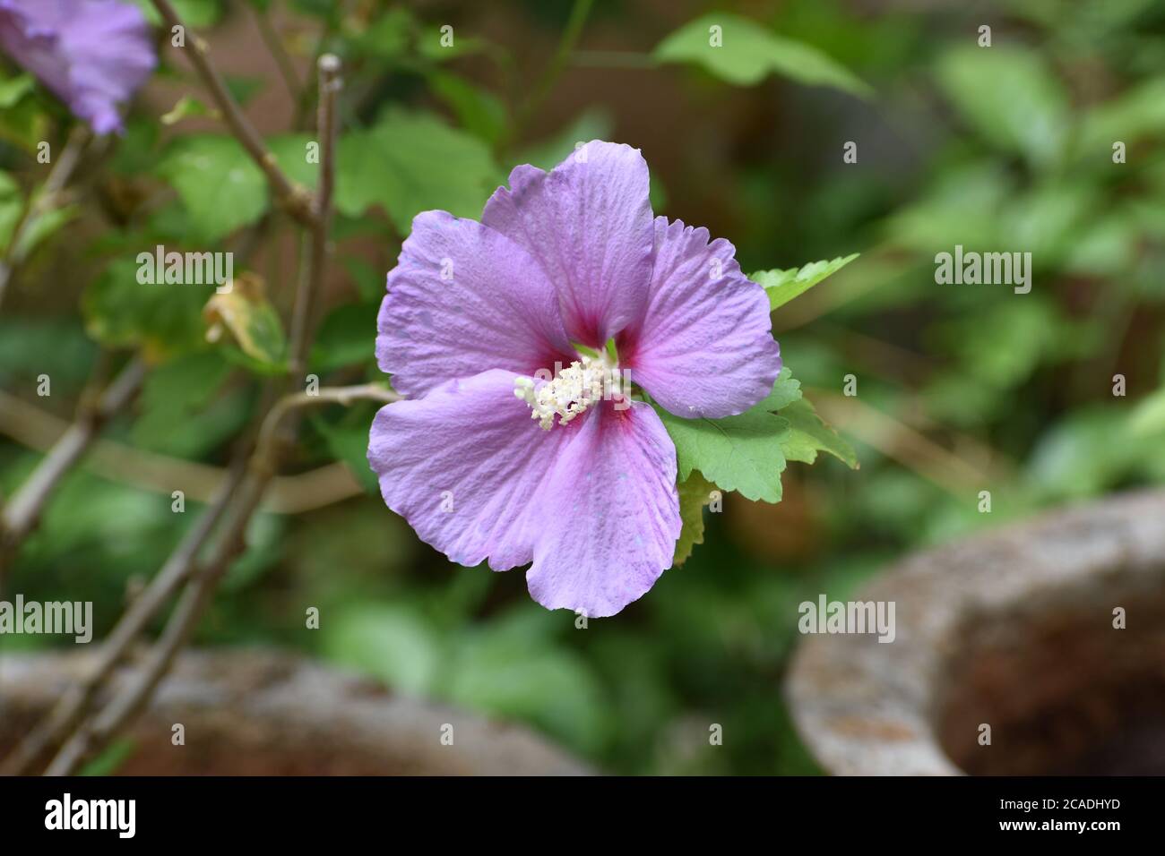 violet hibiscus in a blurry background Stock Photo