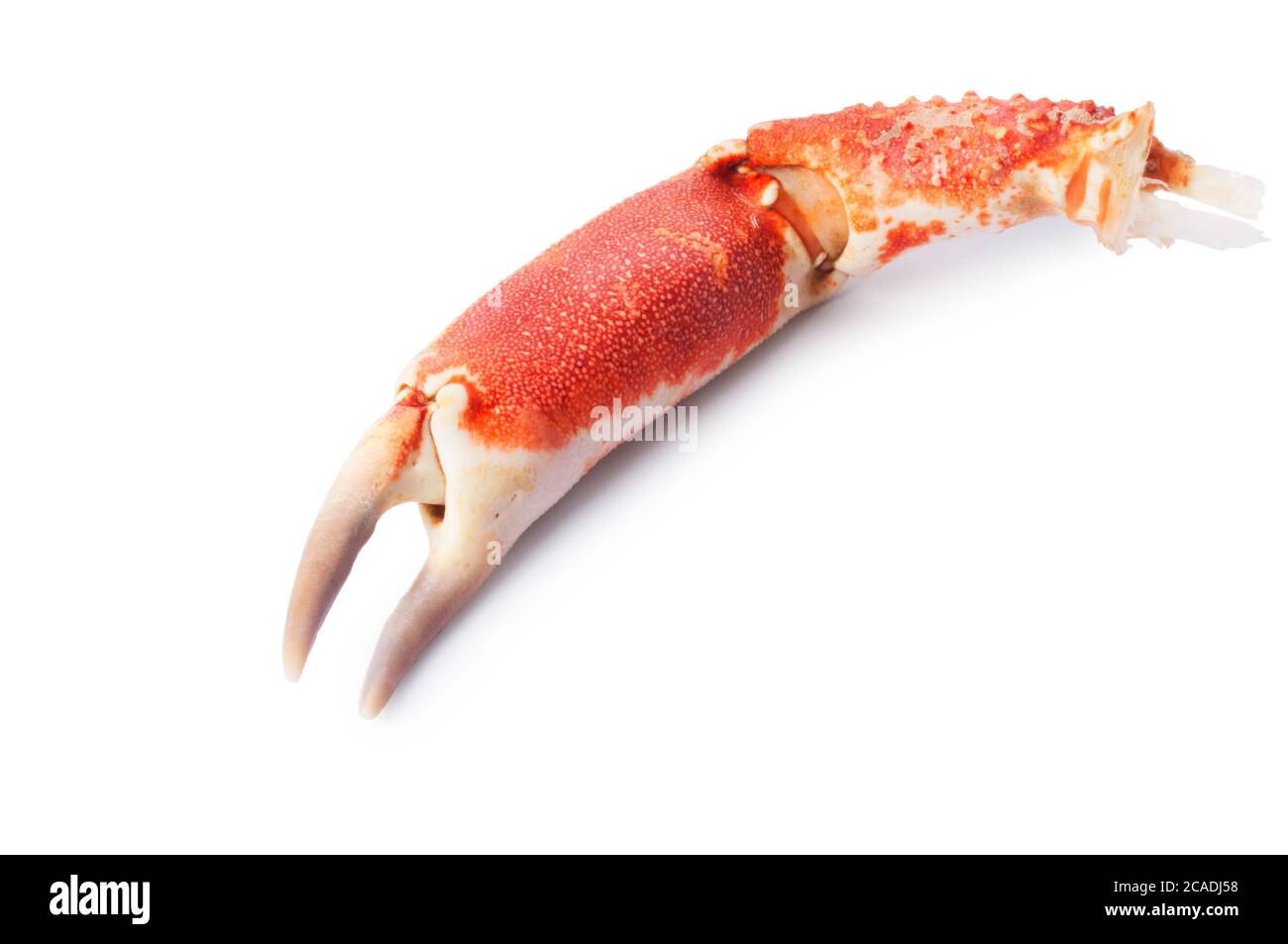 Studio shot of a spider crab claw cut out against a white background