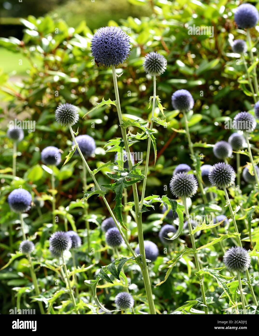A cluster of Echinops blooms. Stock Photo
